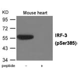 Western blot - IRF-3 (Phospho-Ser385) Antibody from Signalway Antibody (12016) - Antibodies.com