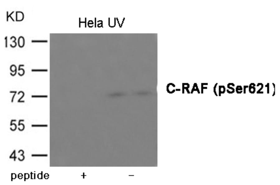 Western blot - C-RAF (Phospho-Ser621) Antibody from Signalway Antibody (12024) - Antibodies.com
