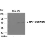 Western blot - C-RAF (Phospho-Ser621) Antibody from Signalway Antibody (12024) - Antibodies.com