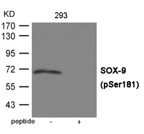 Western blot - SOX-9 (Phospho-Ser181) Antibody from Signalway Antibody (12025) - Antibodies.com