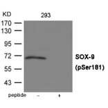 Western blot - SOX-9 (Phospho-Ser181) Antibody from Signalway Antibody (12025) - Antibodies.com