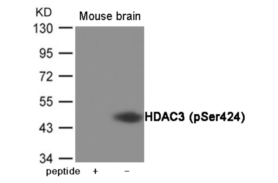 Western blot - HDAC3 (Phospho-Ser424) Antibody from Signalway Antibody (12045) - Antibodies.com