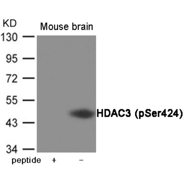 Western blot - HDAC3 (Phospho-Ser424) Antibody from Signalway Antibody (12045) - Antibodies.com