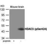 Western blot - HDAC3 (Phospho-Ser424) Antibody from Signalway Antibody (12045) - Antibodies.com