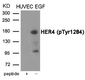 Western blot - HER4 (Phospho-Tyr1284) Antibody from Signalway Antibody (12046) - Antibodies.com