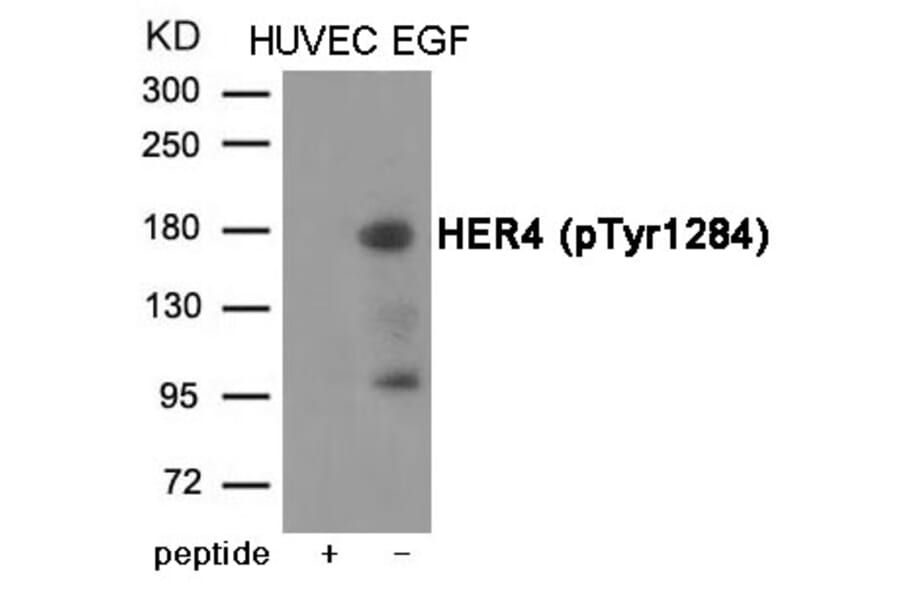 Western blot - HER4 (Phospho-Tyr1284) Antibody from Signalway Antibody (12046) - Antibodies.com