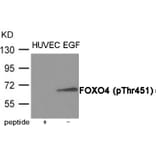 Western blot - FOXO4 (Phospho-Thr451) Antibody from Signalway Antibody (12053) - Antibodies.com