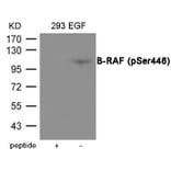 Western blot - B-RAF (Phospho-Ser446) Antibody from Signalway Antibody (12064) - Antibodies.com