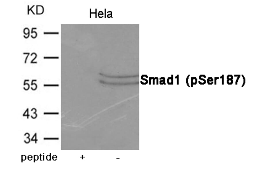 Western blot - Smad1 (Phospho-Ser187) Antibody from Signalway Antibody (12074) - Antibodies.com