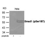 Western blot - Smad1 (Phospho-Ser187) Antibody from Signalway Antibody (12074) - Antibodies.com