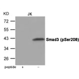 Western blot - Smad3 (Phospho-Ser208) Antibody from Signalway Antibody (12075) - Antibodies.com