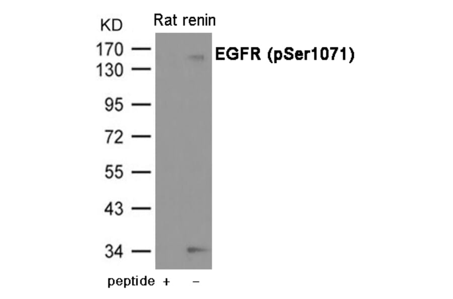 Western blot - EGFR (Phospho-Ser1071) Antibody from Signalway Antibody (12078) - Antibodies.com