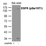 Western blot - EGFR (Phospho-Ser1071) Antibody from Signalway Antibody (12078) - Antibodies.com