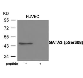 Western blot - GATA3 (Phospho-Ser308) Antibody from Signalway Antibody (12081) - Antibodies.com