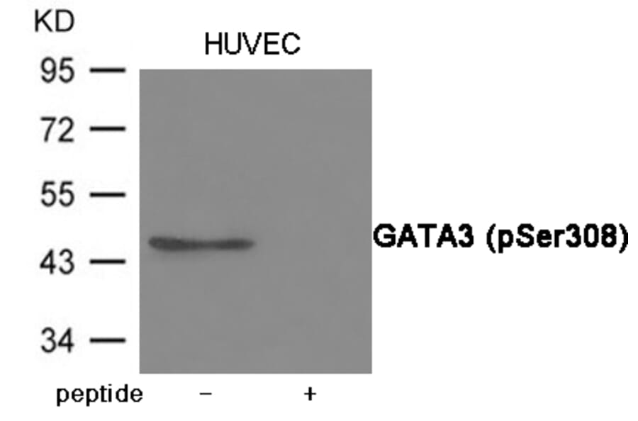 Western blot - GATA3 (Phospho-Ser308) Antibody from Signalway Antibody (12081) - Antibodies.com