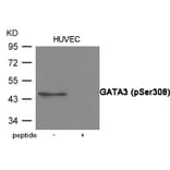 Western blot - GATA3 (Phospho-Ser308) Antibody from Signalway Antibody (12081) - Antibodies.com