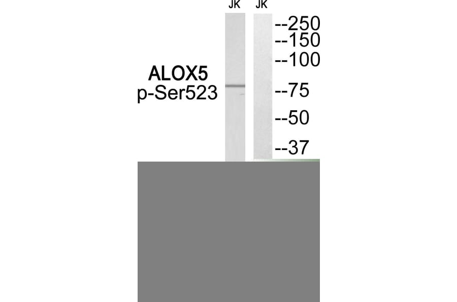 Western blot - ALOX5 (Phospho-Ser523) Antibody from Signalway Antibody (12128) - Antibodies.com
