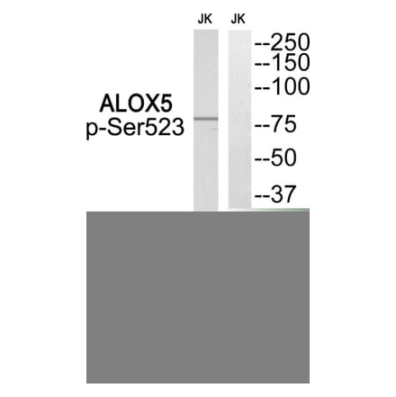 Western blot - ALOX5 (Phospho-Ser523) Antibody from Signalway Antibody (12128) - Antibodies.com