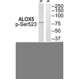 Western blot - ALOX5 (Phospho-Ser523) Antibody from Signalway Antibody (12128) - Antibodies.com