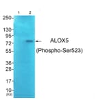 Western blot - ALOX5 (Phospho-Ser523) Antibody from Signalway Antibody (12128) - Antibodies.com