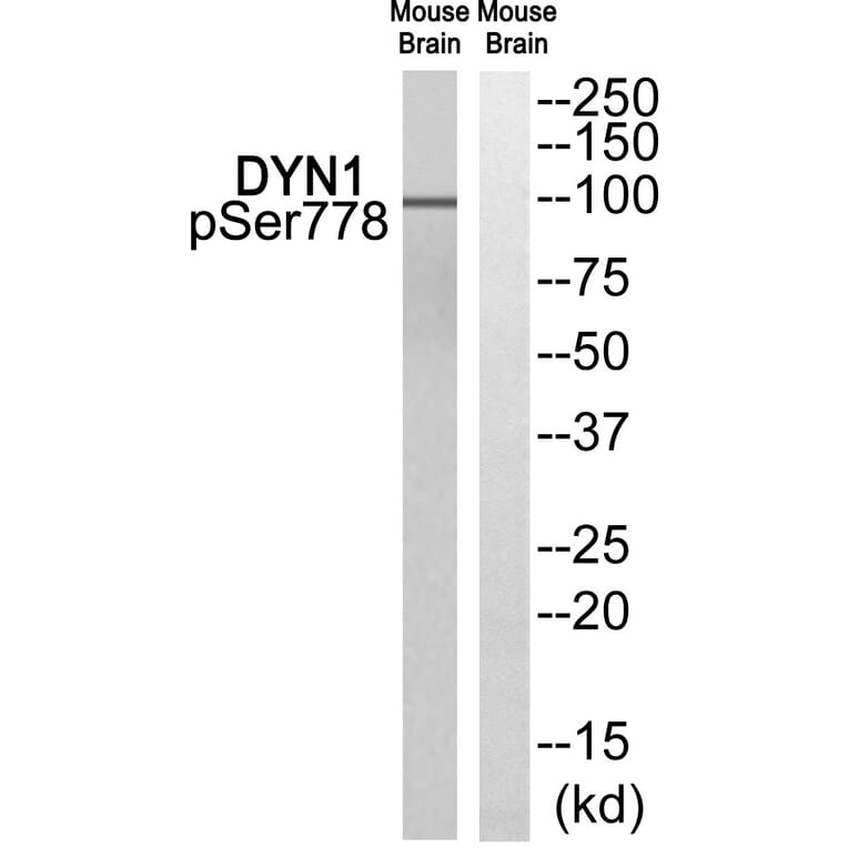 Western blot - DYN1 (Phospho-Ser778) Antibody from Signalway Antibody (12136) - Antibodies.com