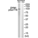 Western blot - DYN1 (Phospho-Ser778) Antibody from Signalway Antibody (12136) - Antibodies.com