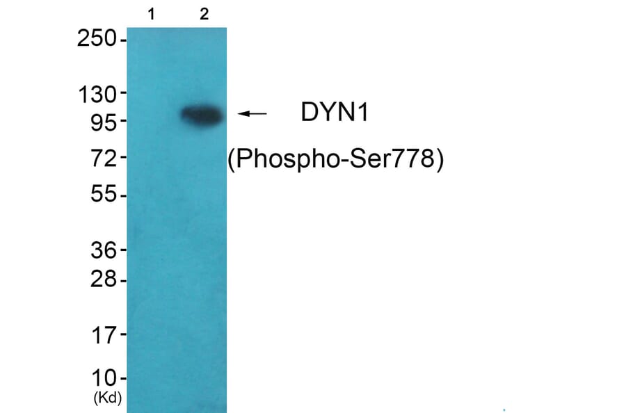 Western blot - DYN1 (Phospho-Ser778) Antibody from Signalway Antibody (12136) - Antibodies.com