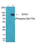 Western blot - DYN1 (Phospho-Ser778) Antibody from Signalway Antibody (12136) - Antibodies.com