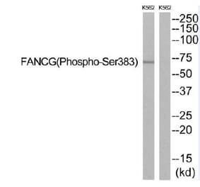 Western blot - FANCG (Phospho-Ser383) Antibody from Signalway Antibody (12138) - Antibodies.com