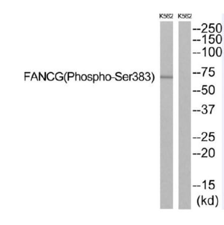 Western blot - FANCG (Phospho-Ser383) Antibody from Signalway Antibody (12138) - Antibodies.com