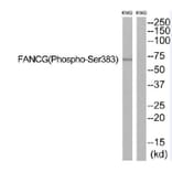Western blot - FANCG (Phospho-Ser383) Antibody from Signalway Antibody (12138) - Antibodies.com