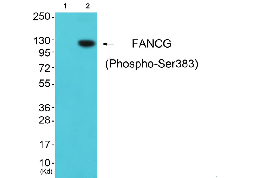 Western blot - FANCG (Phospho-Ser383) Antibody from Signalway Antibody (12138) - Antibodies.com
