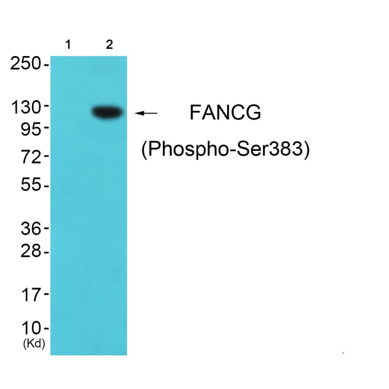 Western blot - FANCG (Phospho-Ser383) Antibody from Signalway Antibody (12138) - Antibodies.com