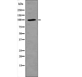 Western blot - NFAT1 (Phospho-Ser326) Antibody from Signalway Antibody (12405) - Antibodies.com