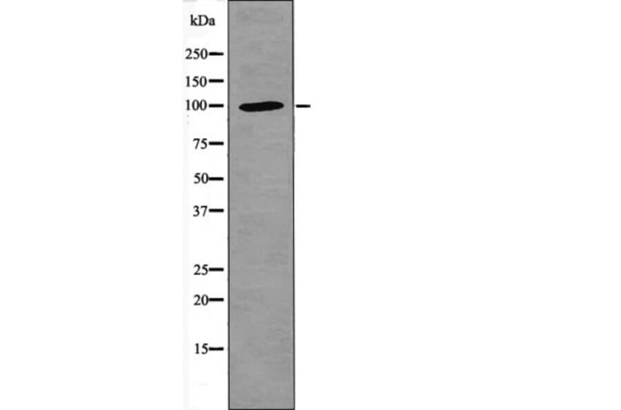 Western blot - NFAT1 (Phospho-Ser326) Antibody from Signalway Antibody (12405) - Antibodies.com