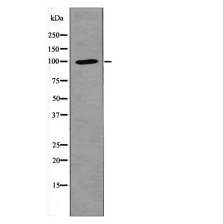 Western blot - NFAT1 (Phospho-Ser326) Antibody from Signalway Antibody (12405) - Antibodies.com