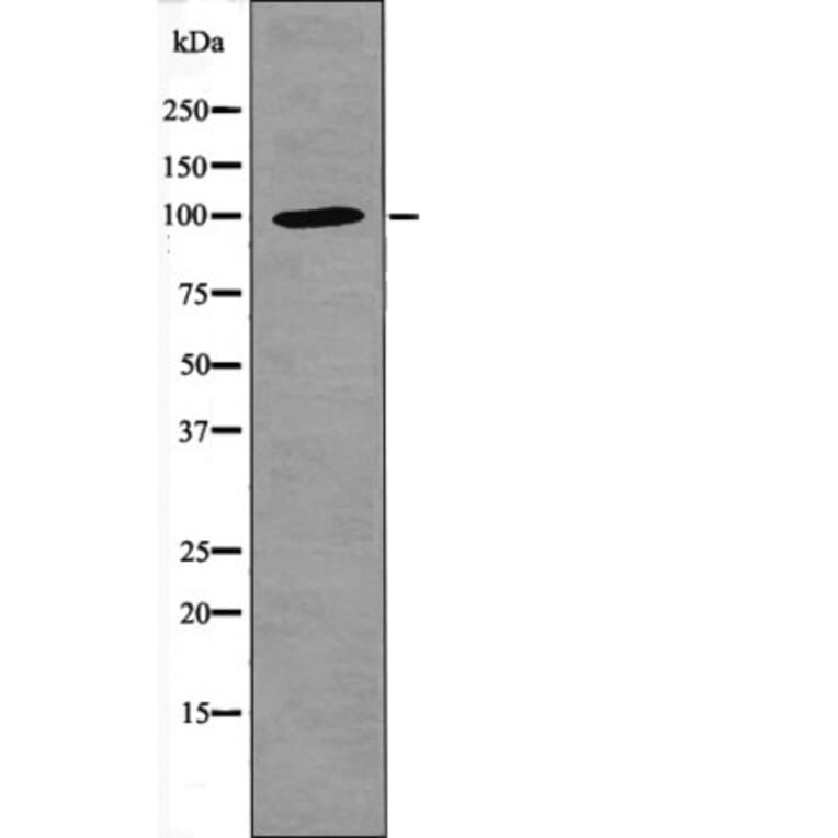 Western blot - NFAT1 (Phospho-Ser326) Antibody from Signalway Antibody (12405) - Antibodies.com