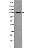 Western blot - NFAT1 (Phospho-Ser326) Antibody from Signalway Antibody (12405) - Antibodies.com