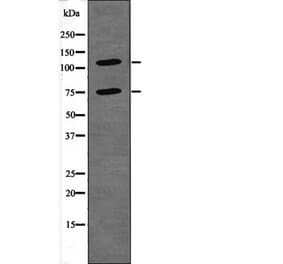 Western blot - NFAT2 (Phospho-Ser294) Antibody from Signalway Antibody (12406) - Antibodies.com