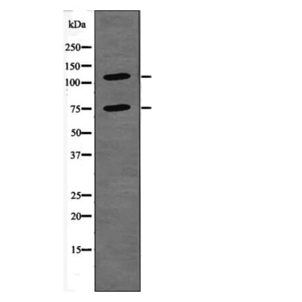 Western blot - NFAT2 (Phospho-Ser294) Antibody from Signalway Antibody (12406) - Antibodies.com