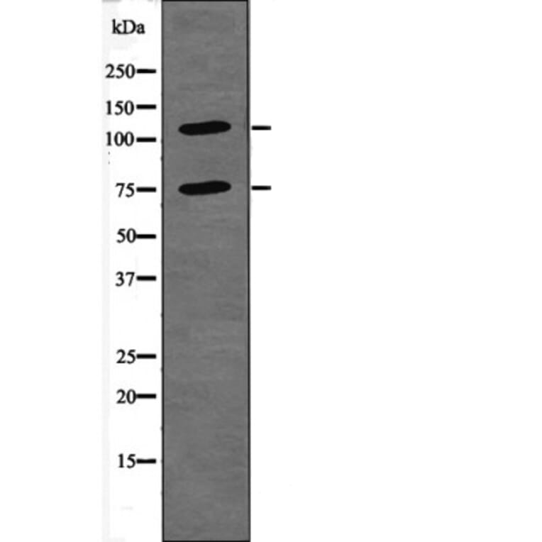 Western blot - NFAT2 (Phospho-Ser294) Antibody from Signalway Antibody (12406) - Antibodies.com