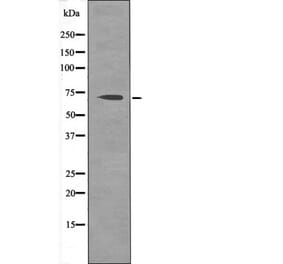 Western blot - CD150 (Phospho-Tyr327) Antibody from Signalway Antibody (12424) - Antibodies.com