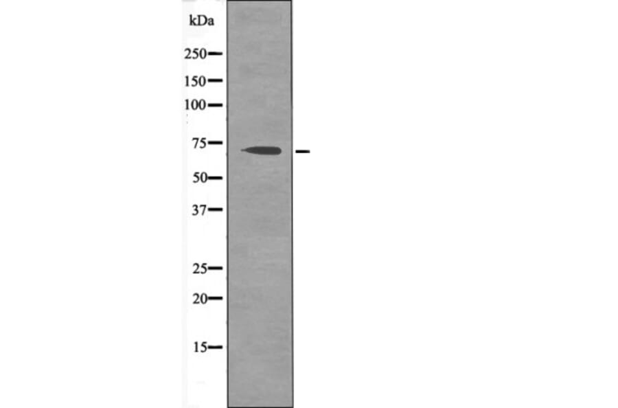 Western blot - CD150 (Phospho-Tyr327) Antibody from Signalway Antibody (12424) - Antibodies.com