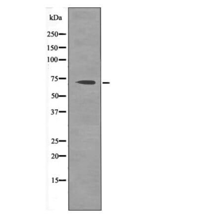 Western blot - CD150 (Phospho-Tyr327) Antibody from Signalway Antibody (12424) - Antibodies.com