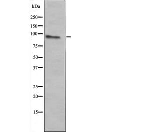 Western blot - c-Fes (Phospho-Tyr713) Antibody from Signalway Antibody (12426) - Antibodies.com