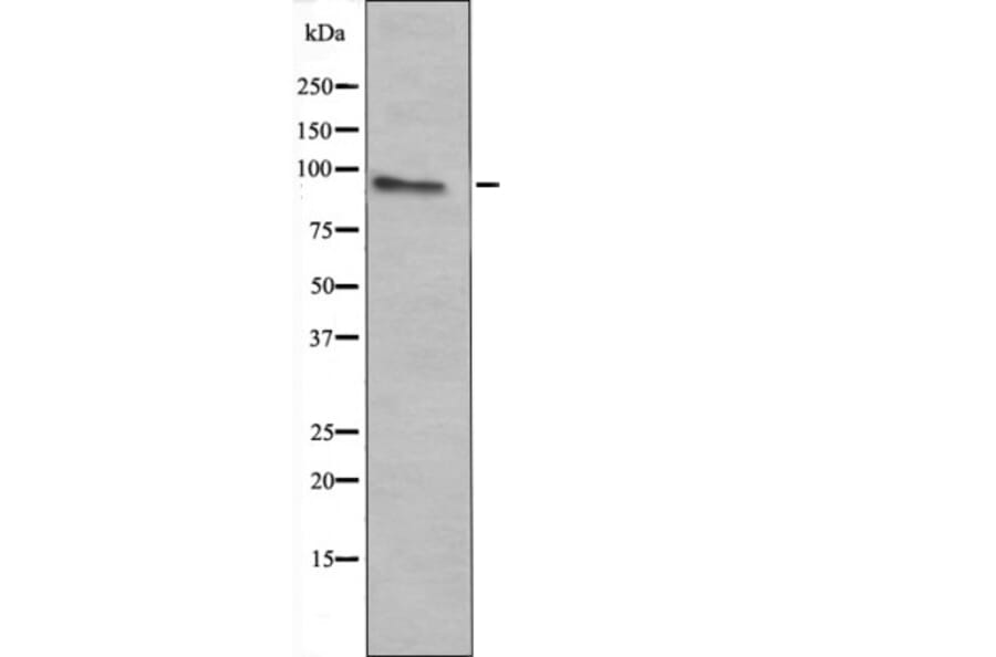 Western blot - c-Fes (Phospho-Tyr713) Antibody from Signalway Antibody (12426) - Antibodies.com