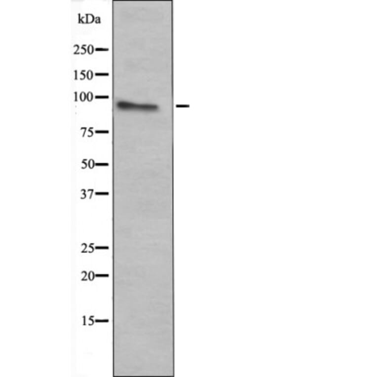 Western blot - c-Fes (Phospho-Tyr713) Antibody from Signalway Antibody (12426) - Antibodies.com