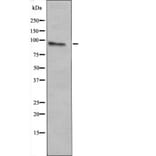 Western blot - c-Fes (Phospho-Tyr713) Antibody from Signalway Antibody (12426) - Antibodies.com