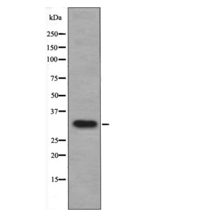 Western blot - DAPK1 (Phospho-Ser308) Antibody from Signalway Antibody (12429) - Antibodies.com