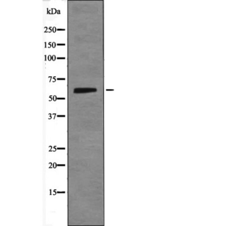 Western blot - Smad1 (Phospho-Ser214) Antibody from Signalway Antibody (12436) - Antibodies.com